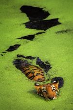 Tiger Swimming